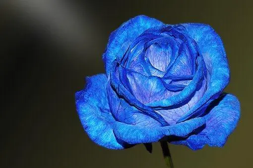 蓝色妖姬蓝玫瑰：令人陶醉的花卉世界
