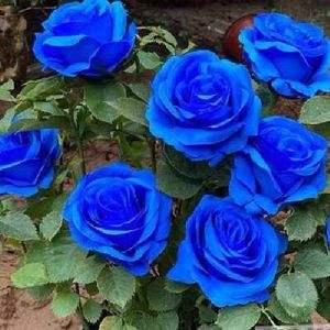蓝色妖姬蓝玫瑰：独特的颜色魅力