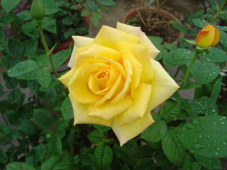 看透花语，知晓情感！三朵黄玫瑰代表的真实含义是什么？