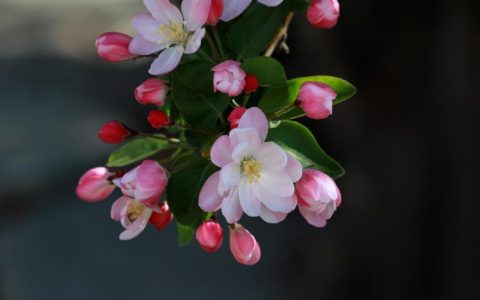 熟悉垂丝海棠的开花周期，了解它的神奇之处