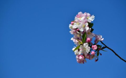 谈谈垂丝海棠的花期和开花频率，揭秘这种植物的神秘面纱