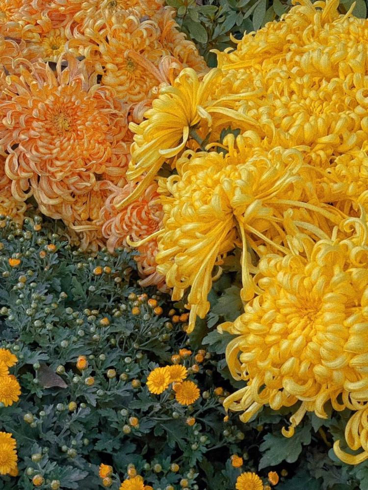 花开菊，黄色菊花的象征意义