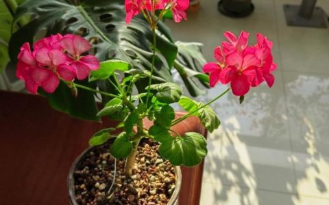 室内养护天竺葵要警惕植物毒性吗？