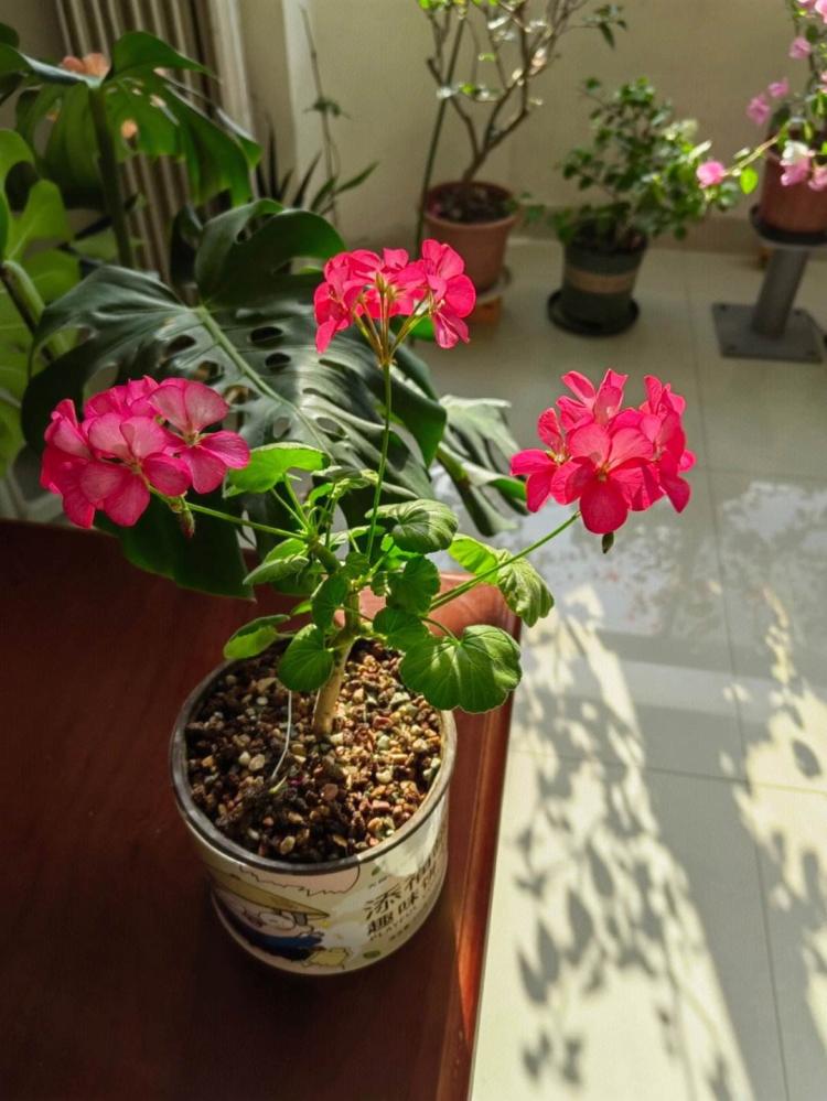室内养护天竺葵要警惕植物毒性吗？