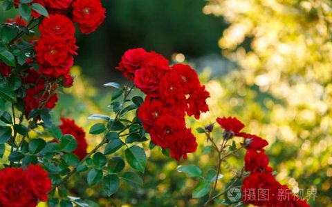 玫瑰花的含义：各种不同颜色的花朵暗示的含义