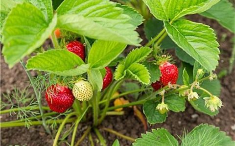 小技巧教你浇水：草莓种植中不可忽视的关键步骤