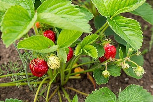 小技巧教你浇水：草莓种植中不可忽视的关键步骤