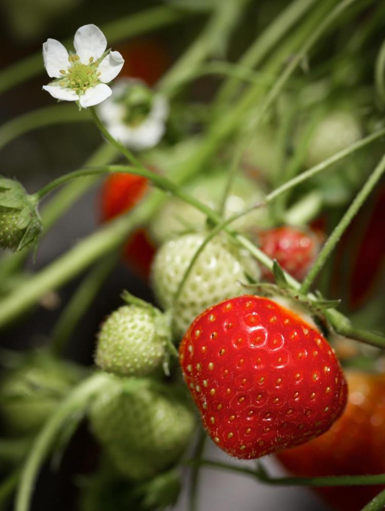 草莓种植技巧：选址、施肥、浇水