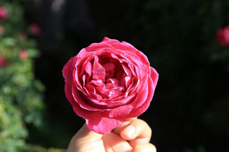 花语的表达方式：了解67朵玫瑰代表的含义