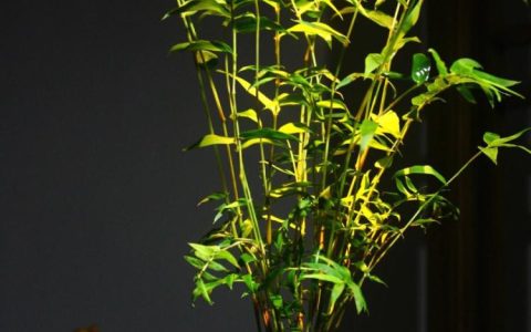 植物界的“假竹子”？究竟箬竹是不是竹子？