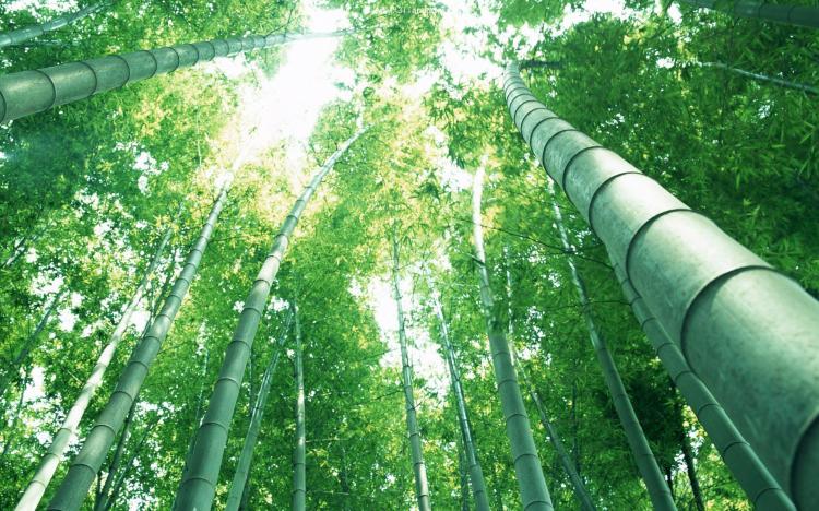 植物爱好者必看：探究箬竹与竹子的区别与联系