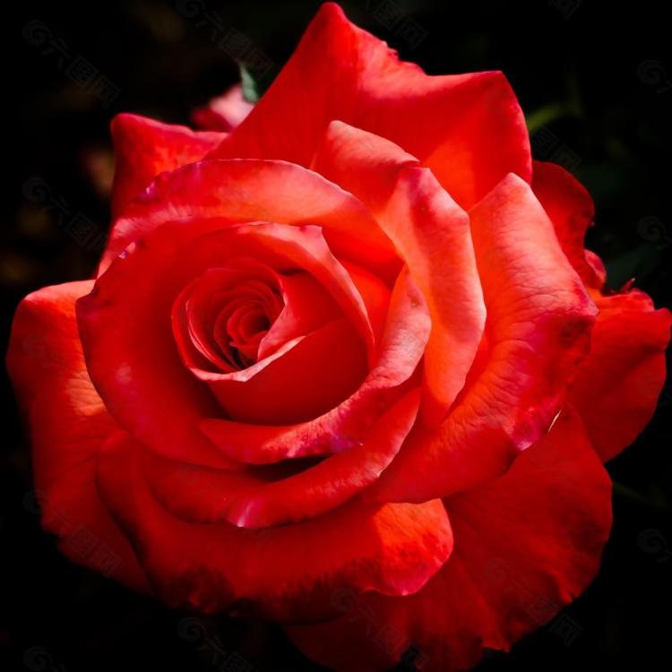 彩色玫瑰花语大全：粉红色玫瑰代表爱与浪漫