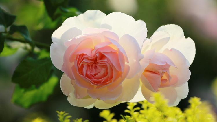 粉红色玫瑰的花语：赞美和感激