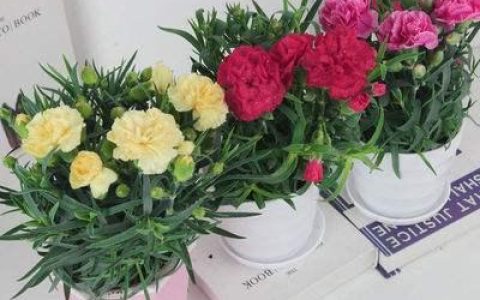为什么康乃馨是红玫瑰之外最受欢迎的礼物？解读花色含义