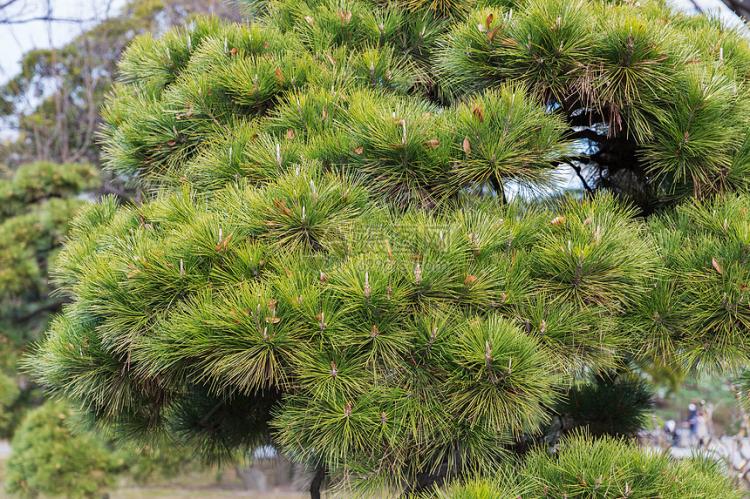 松树盆景100幅，打造自然与艺术的完美结合
