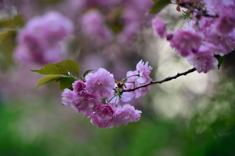 【力量象征】樱花与力量之间存在什么关联？