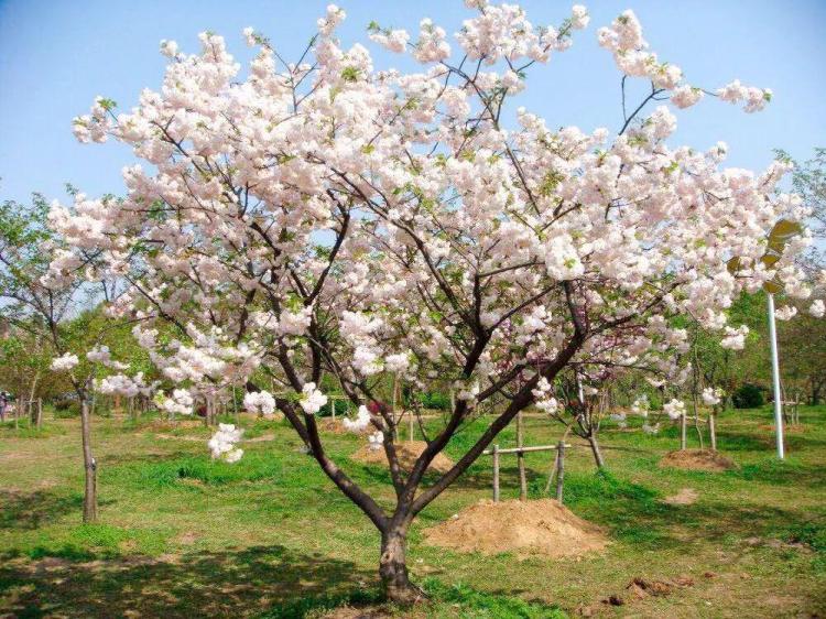 【向往家园】樱花的花语和象征在中国有何文化背景？