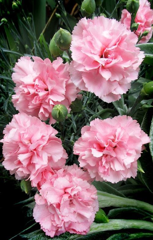 粉色康乃馨花语大全，教你如何传达爱意