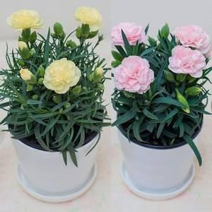 康乃馨粉色花语大公开，让你送花更有温度