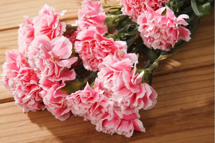 了解11种粉色康乃馨花语，让你更懂得如何送花