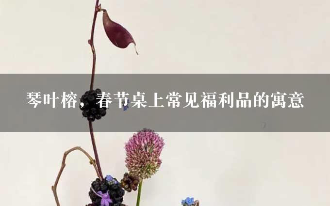 琴叶榕，春节桌上常见福利品的寓意
