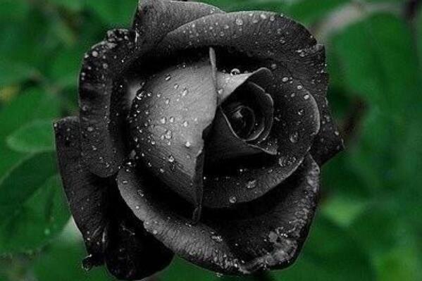 黑色玫瑰、蓝色康乃馨……彩色花卉的花语你都知道吗？