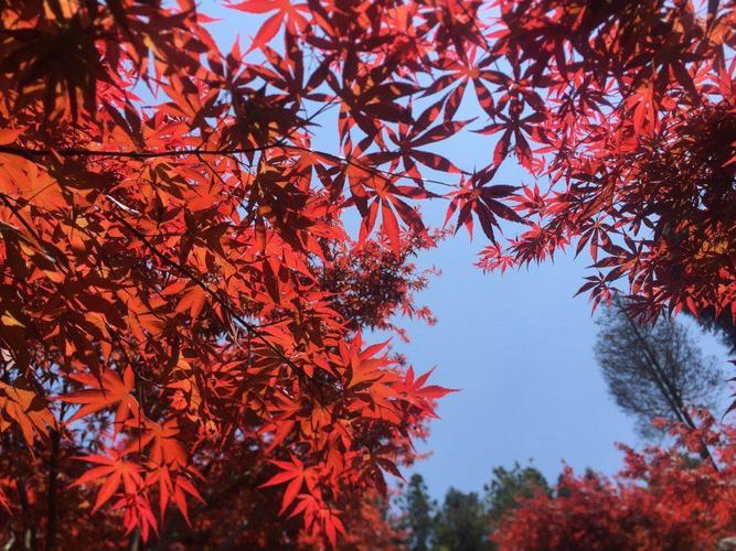 养殖日本红枫盆景的正确姿势，不看后悔