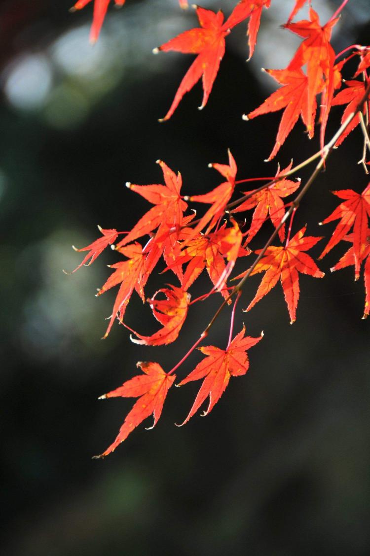 揭秘日本红枫盆景的高效养殖方法