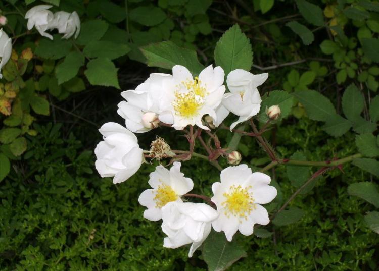 漫谈白蔷薇：纯美和爱的象征