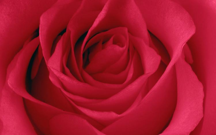 父亲，你是枝红玫瑰：送上这些适合的鲜花，表达心中爱意；