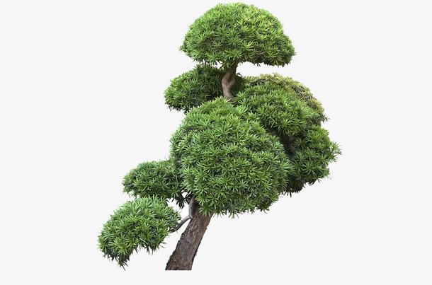 了解中国名副其实的十大松树