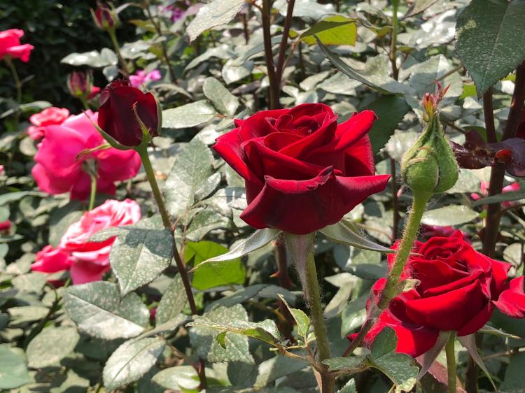 怎样养护蔷薇花才能保证快速开花？