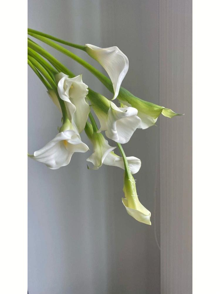 马蹄莲：一个容纳多重花语的花卉：从不同角度入手，解读马蹄莲承载多重花语的多样性