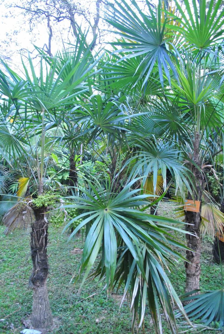 椰子树和棕榈树有哪些异同？