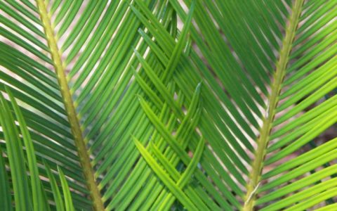 到底什么是椰子树，什么是棕榈树？