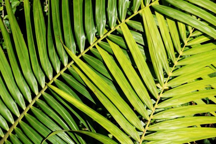 棕榈树和椰子树有区别吗？