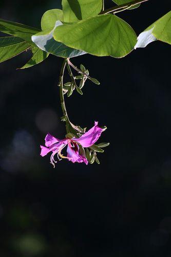 紫荆花（jacaranda）的诗意之美——描写紫荆花的诗句欣赏
