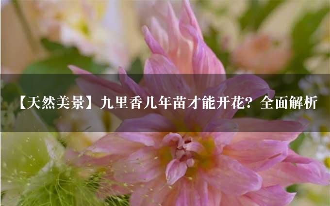 【天然美景】九里香几年苗才能开花？全面解析