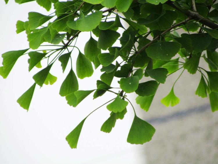 亲历神奇的自然奇观：中国最古老银杏树的寿命之谜