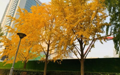 揭秘中国最古老银杏树，探寻文化和历史变迁的奥秘
