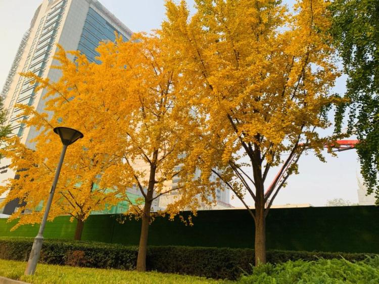 揭秘中国最古老银杏树，探寻文化和历史变迁的奥秘