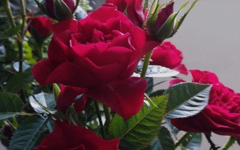 芳香扑鼻，绚烂多彩——七彩玫瑰女子仪仗队的鲜花表演独领风骚