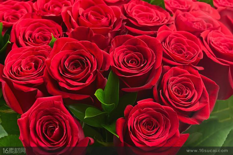 七彩玫瑰女子仪仗队：花开如画的盛宴