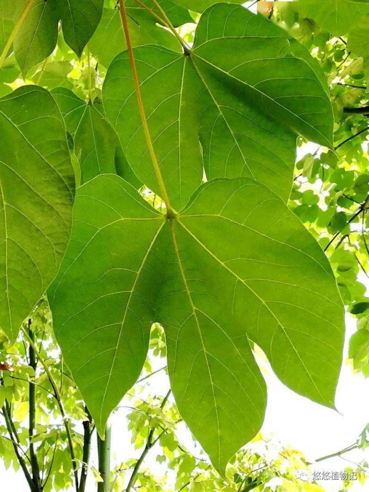 【中国梧桐树】的健康鉴定方法，助你选购优质苗木