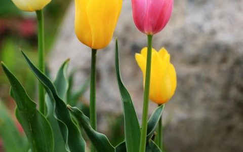 郁金香的五种类型：了解不同的品种，让你更爱这朵花