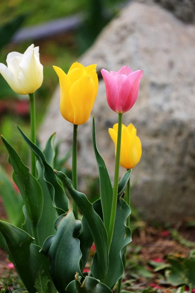 郁金香的五种类型：了解不同的品种，让你更爱这朵花