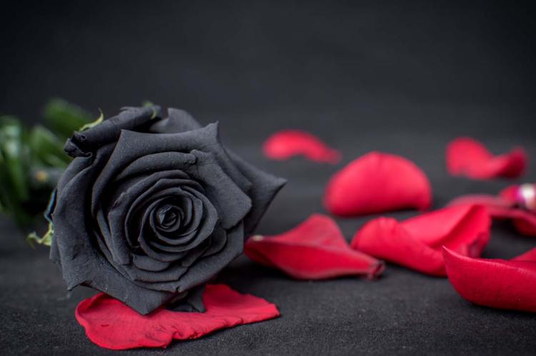 黑玫瑰花语大揭秘：神秘、永恒和悲情