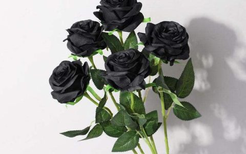 黑玫瑰花语：神秘、魅惑和反叛之美