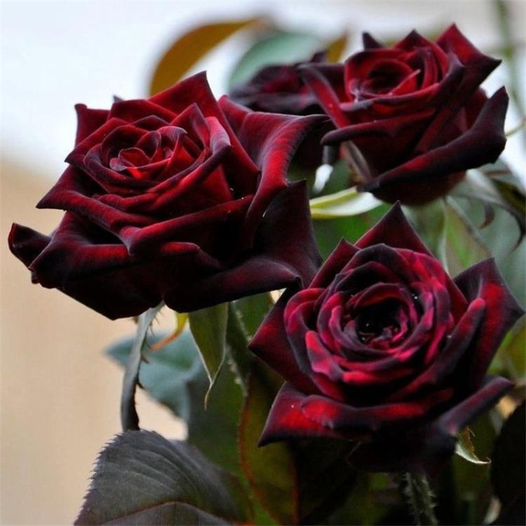 了解黑玫瑰的花语及文化背景