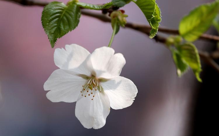 樱花的医疗价值：了解樱花在中药、保健品、香料等方面的应用